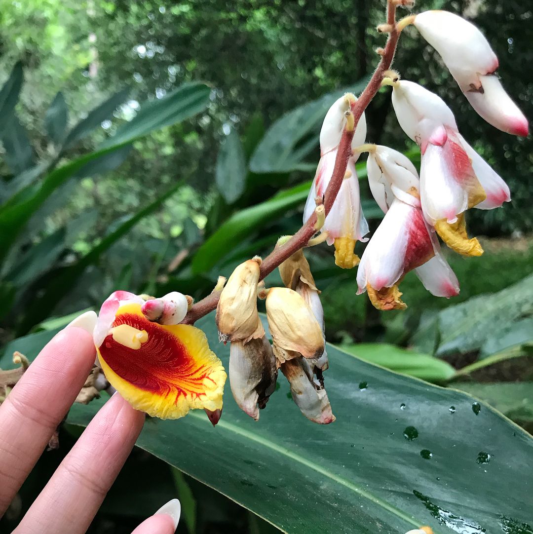 Spice tour thumbnail