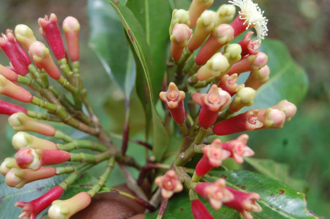 Spice tour thumbnail