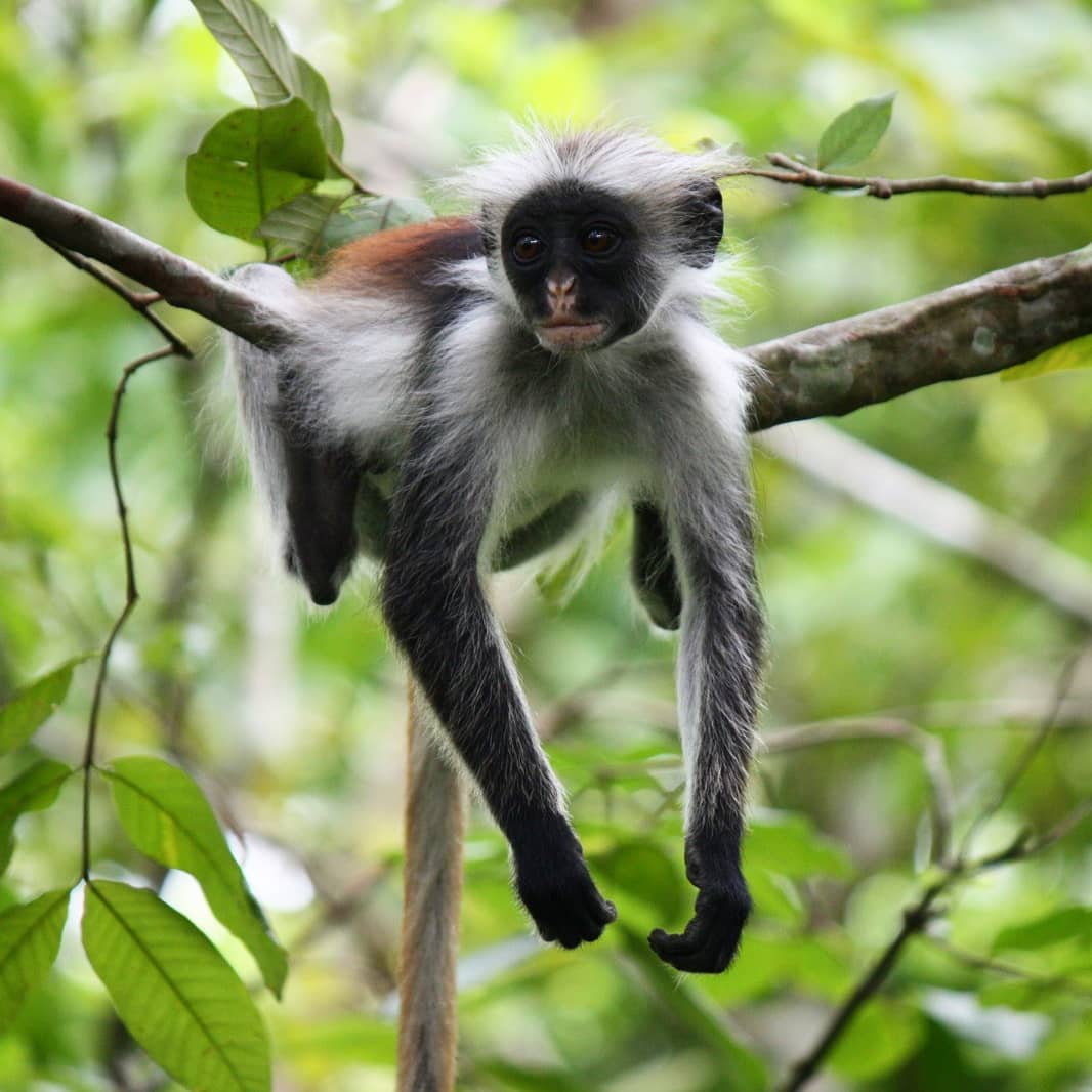 Jozani forest tour thumbnail