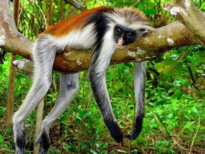 Jozani forest tour thumbnail