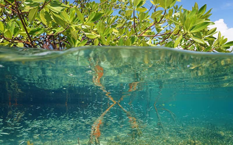 Jozani forest tour thumbnail