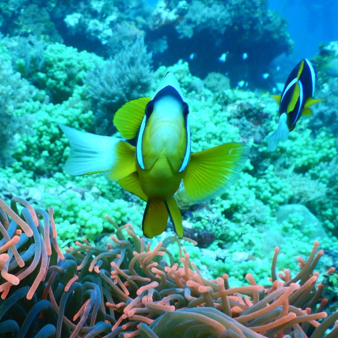 Safari Blue tour thumbnail