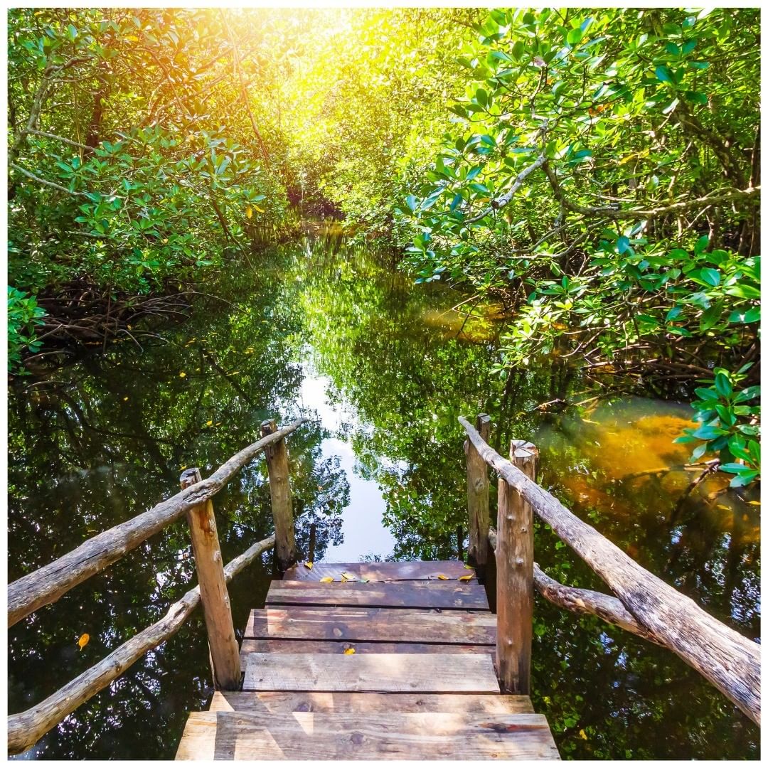 Jozani forest tour thumbnail