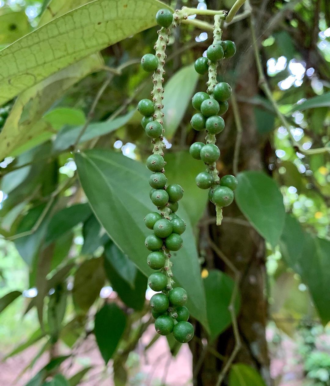 Spice tour thumbnail