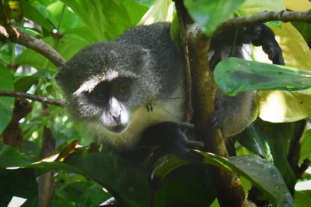 Jozani forest tour thumbnail