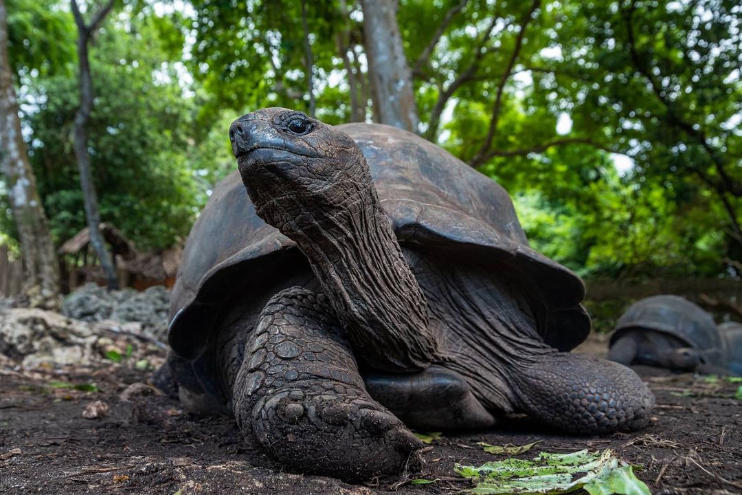 Prison Island tour thumbnail