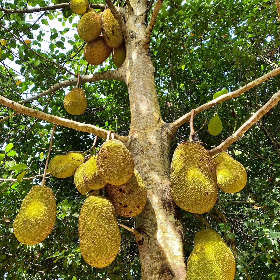 Spice tour thumbnail