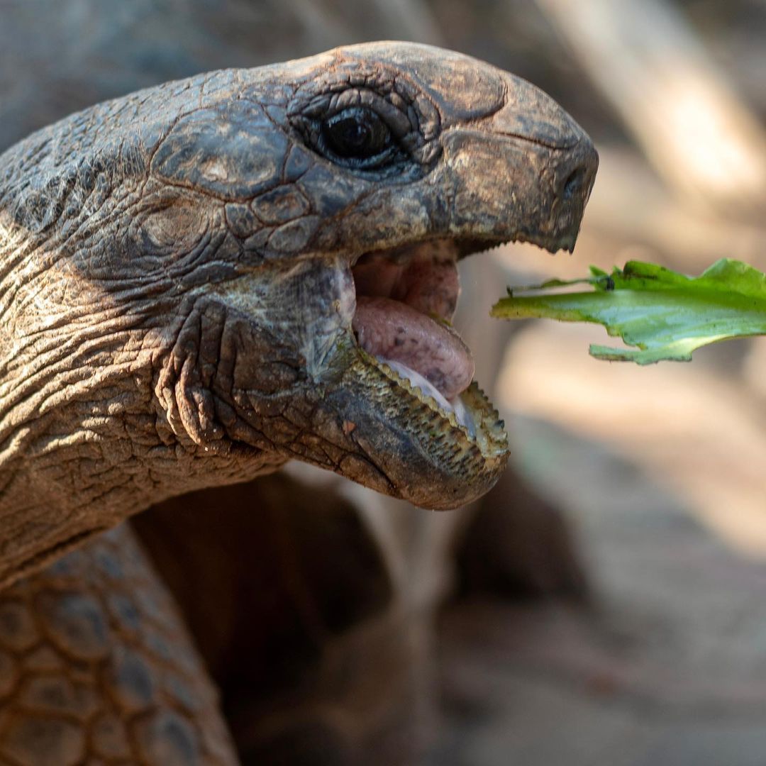 Prison Island tour thumbnail