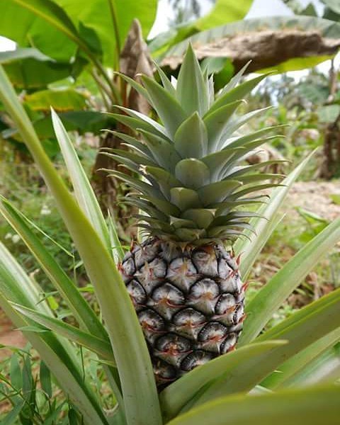 Spice tour thumbnail