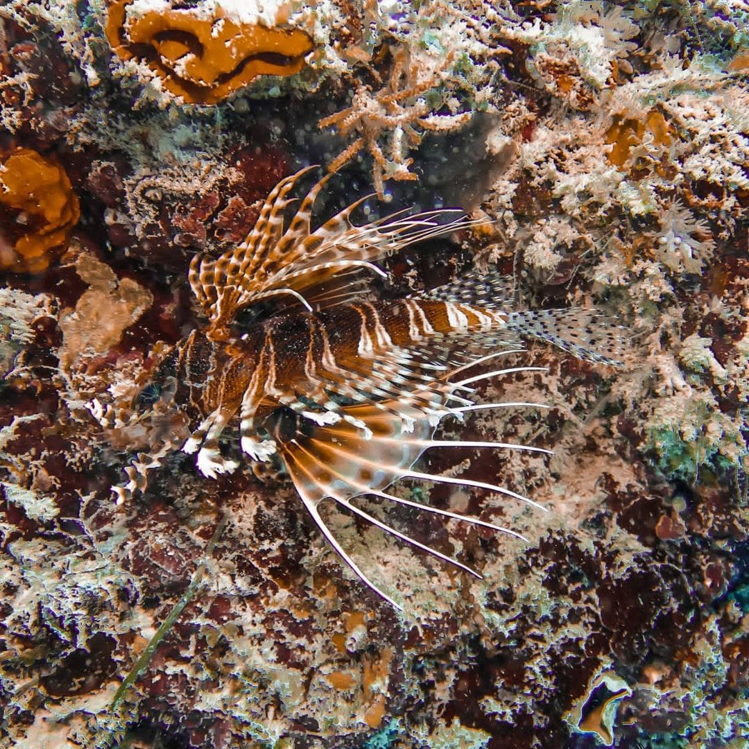 Safari Blue tour thumbnail