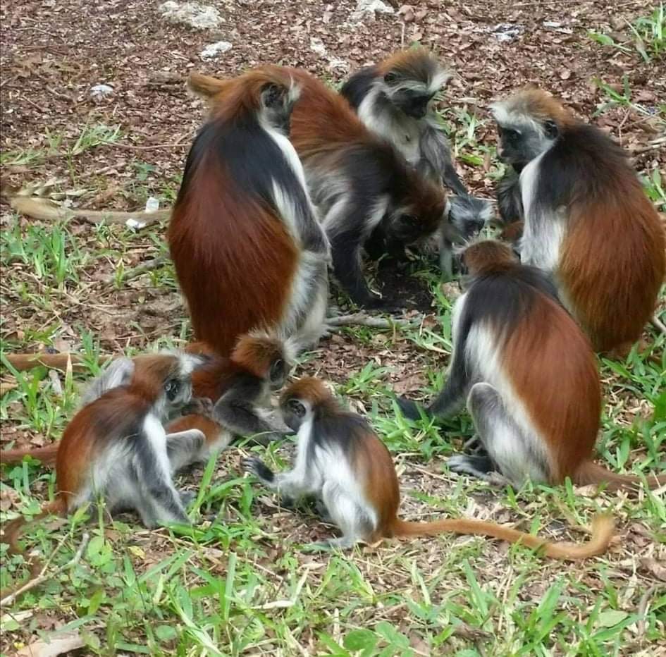 Jozani forest tour thumbnail