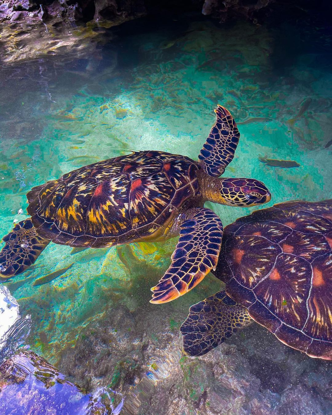 Baraka Aquarium tour thumbnail