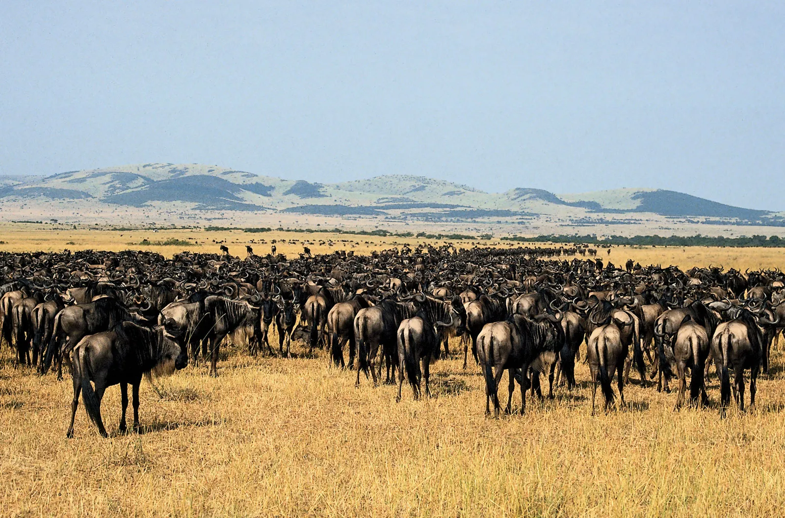 Lion pride resting in Serengeti National Park
