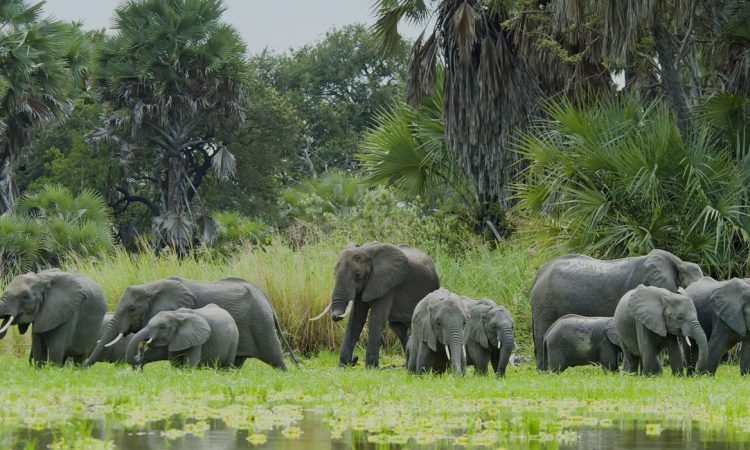 Lions in Selous Game Reserve along the Rufiji River