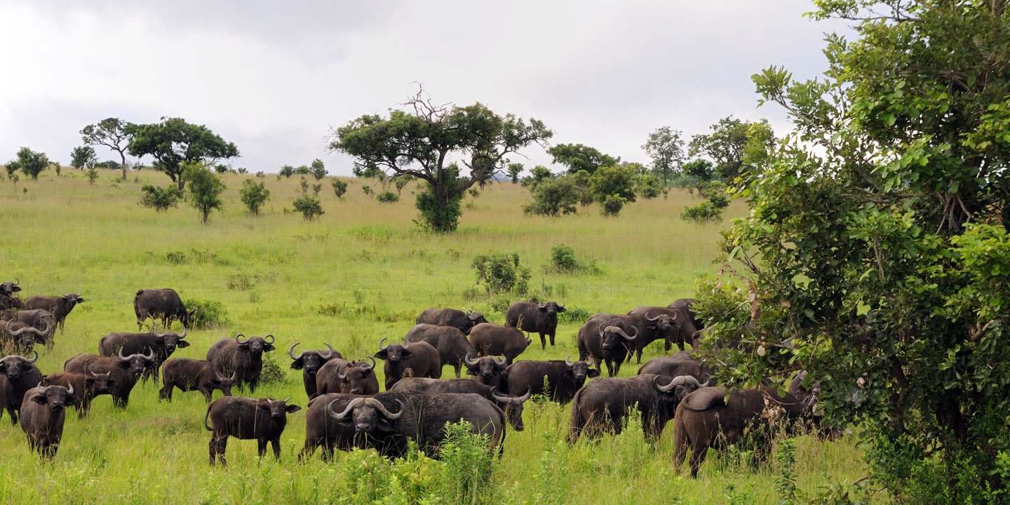 Buffalo herd in Mikumi National Park