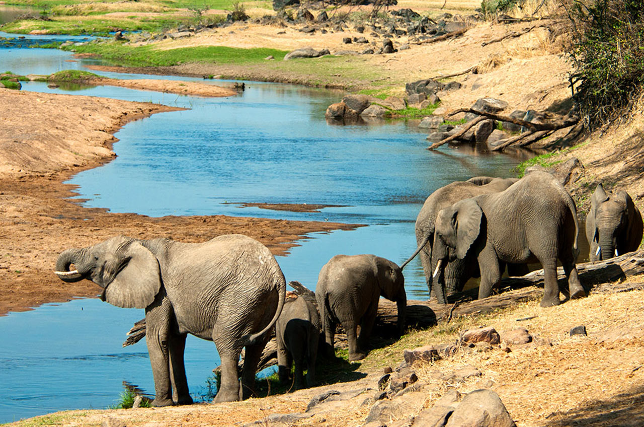 Lions resting in Ruaha National Park