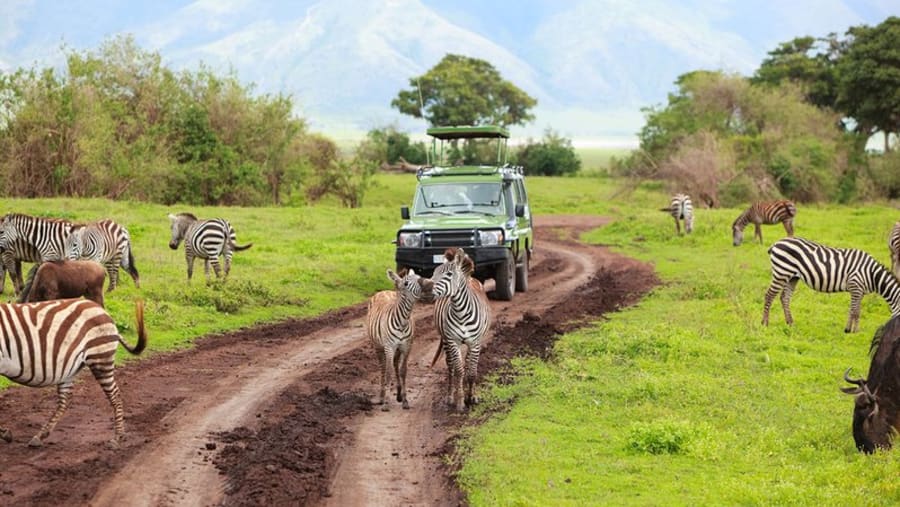 Elephants in Ruaha National Park