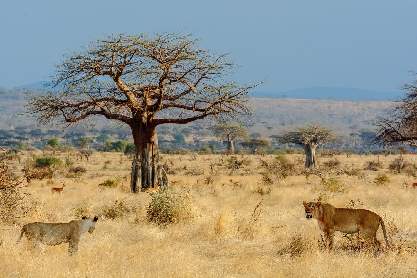 Lions and baobab trees in Ruaha National Park landscape