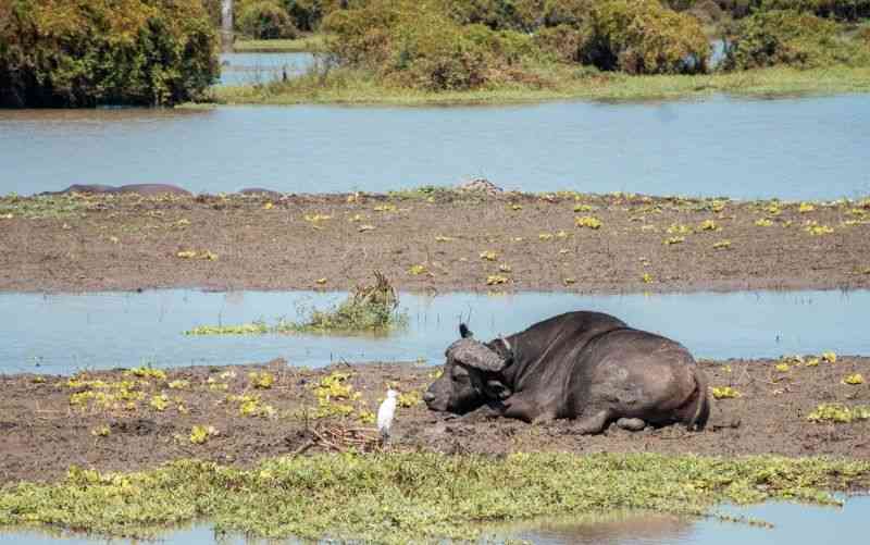 Boat safari on the Rufiji River in Nyerere National Park