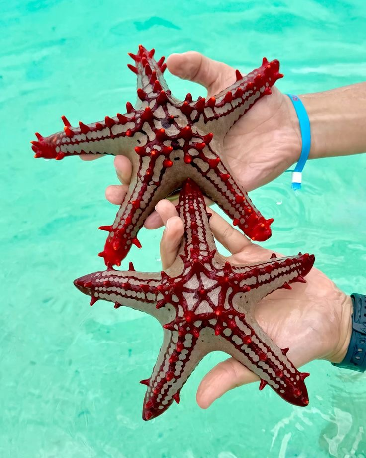 Safari Blue tour thumbnail